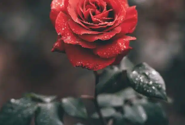 red rose with droplets